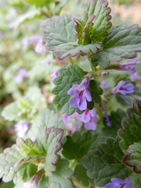 delicate spring light purple ground-ivy flowers on a blurry green background. Glechoma hederacea is commonly known as ground-ivy, gill-over-the-ground, creeping charlie, alehoof, tunhoof, catsfoot, field balm, and run-away-robin.