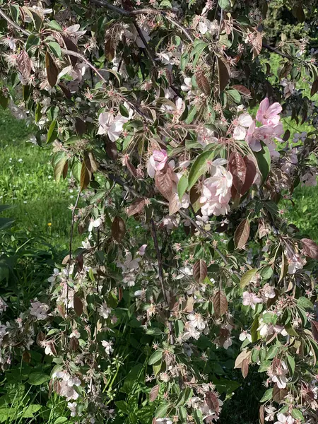在模糊的春绿背景上装饰着的苹果树的淡淡的淡红色花香 — 图库照片