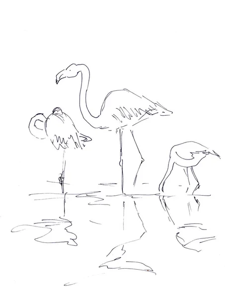 Dessin Linéaire Noir Blanc Flamants Roses Tiennent Dans Eau Sur — Photo