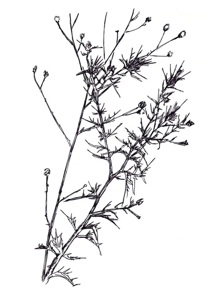 Černá Bílá Grafická Kresba Loňské Suché Ostnaté Rostliny Bílém Pozadí — Stock fotografie