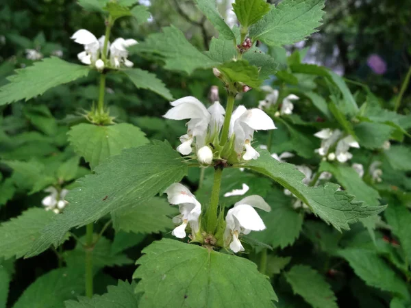 Blooming Spring White Lamium Album Umumnya Disebut White Nettle Atau — Stok Foto
