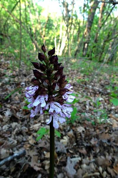 Kwitnąca Wiosenna Europejska Dzika Orchidea Leśna Rozmytym Tle Wiosennego Lasu — Zdjęcie stockowe