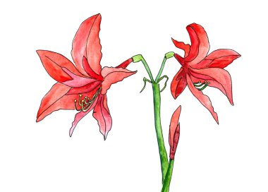 Suluboya. Çiçek açan kırmızı amarilllis. İki çiçek ve beyaz arka planda bir tomurcuk.