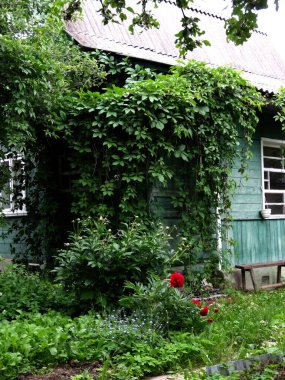 Turkuaz ahşap kırsal ev bulanık arka planda yabani üzümlerle kaplanmış. 