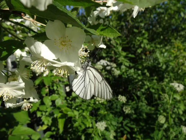 Çiçek Açan Bahar Beyaz Yumuşak Taklit Bulanık Arka Planda Beyaz — Stok fotoğraf