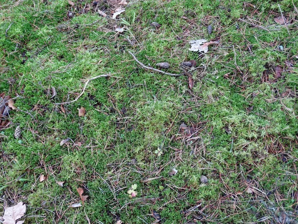 春林朦胧背景下的绿色苔藓和干松针 — 图库照片