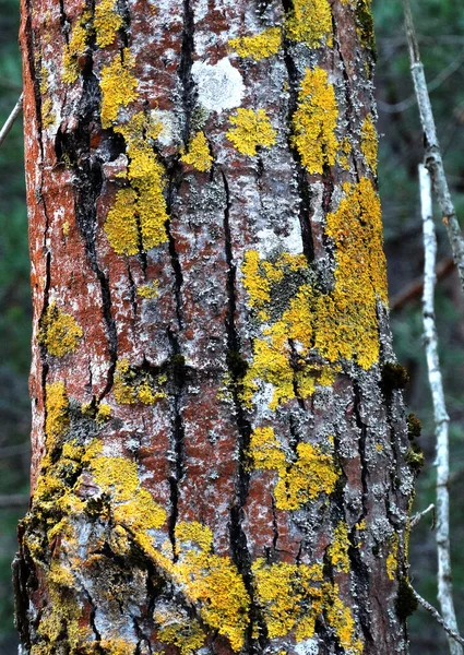 Tronchi Pini Con Licheni Colorati Muschio Sfondo Sfocato — Foto Stock