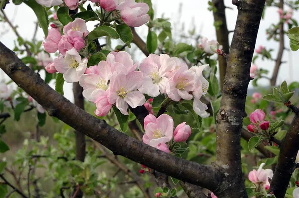 Les Branches Florales Printanières Des Arbres Fruitiers Sur Fond Trouble — Photo