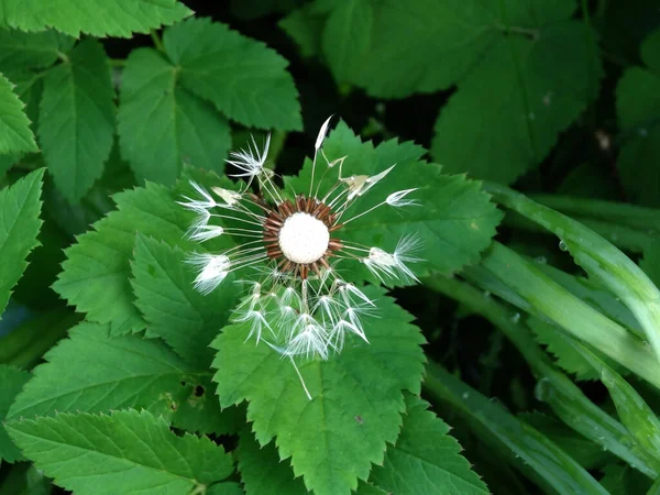 Dandelion Halus Putih Pudar Pada Latar Belakang Hijau Kabur — Stok Foto