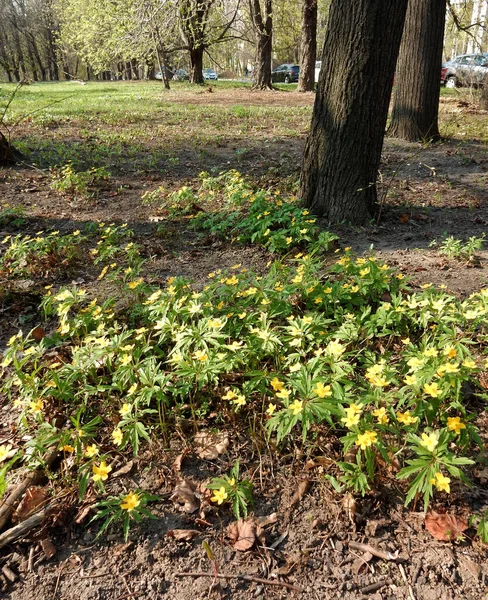 春园朦胧背景下盛开的黄木海葵 — 图库照片
