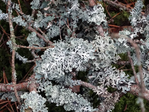 Vecchio Lichene Bianco Vecchi Rami Pino Una Pineta — Foto Stock