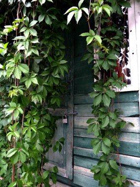 Turkuaz ahşap kır evi bulanık arka planda yabani üzümlerle kaplanmış.