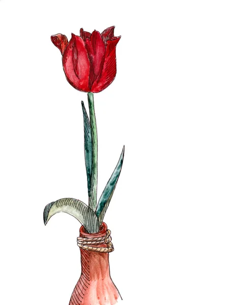 Jarrón Con Tulipán Rojo Dibujo Gráfico Acuarela Sobre Fondo Blanco —  Fotos de Stock