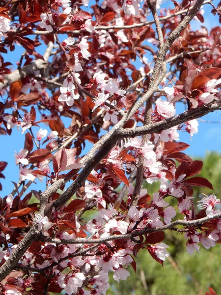 Prune Fleurs Printanières Avec Des Feuilles Rouges Sur Fond Vert — Photo