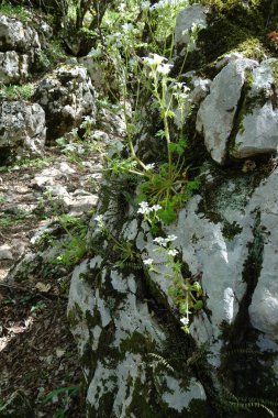 Yosun ve yosunla kaplanmış bir taş bulanık arka planda çimlerin üzerinde yatıyor.