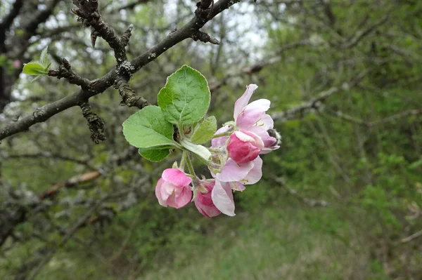 在朦胧的春天背景上开花的果树的春天枝条 — 图库照片