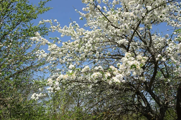 Gałęzie Wiosennego Kwitnącego Jabłoni Tle Nieba Niebieskim Tle — Zdjęcie stockowe
