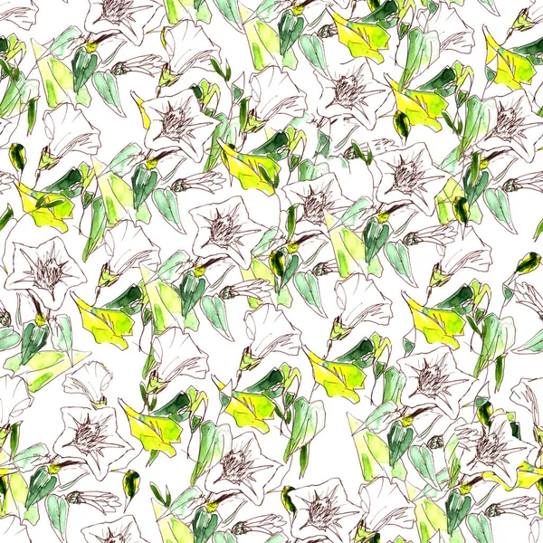 Motif Sans Couture Fleurs Aquarelles Des Bourgeons Bindweed Blanc Sur — Photo