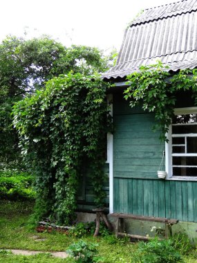 Turkuaz ahşap kır evi bulanık arka planda yabani üzümlerle kaplanmış.