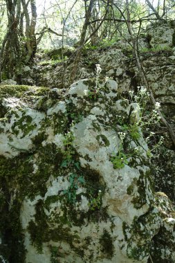 Yosun ve yosunla kaplanmış bir taş bahar ormanının sisli arka planında çimlerin üzerinde yatıyor.