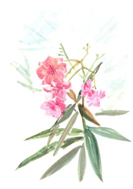 Parlak pembe bir zakkum dalı. Suluboya tam renk çizimi.