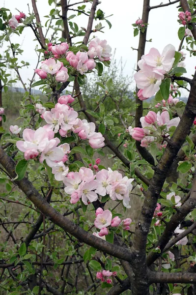 Kwitnące Wiosenne Gałęzie Drzew Owocowych Niewyraźnym Wiosennym Tle — Zdjęcie stockowe