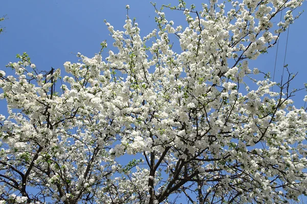 Gałęzie Wiosennego Kwitnącego Jabłoni Przeciwko Niebu Rozmytym Zielonym Tle Wiosny — Zdjęcie stockowe