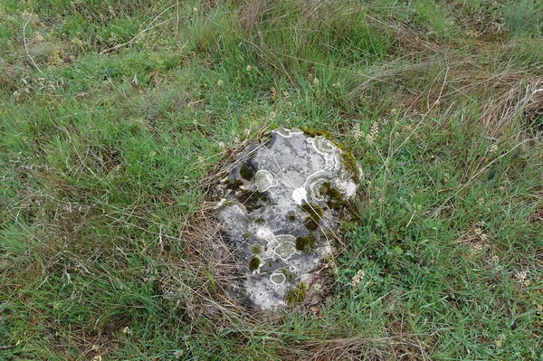 Una Piedra Cubierta Líquenes Musgo Yace Hierba Sobre Fondo Borroso — Foto de Stock