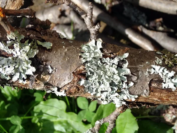 Liquen Blanco Ramas Viejas Caídas Sobre Fondo Borroso Bosque Primavera — Foto de Stock