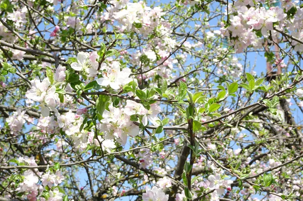 Gałęzie Wiosennego Kwitnącego Jabłoni Przeciwko Niebu Rozmytym Zielonym Tle Wiosny — Zdjęcie stockowe