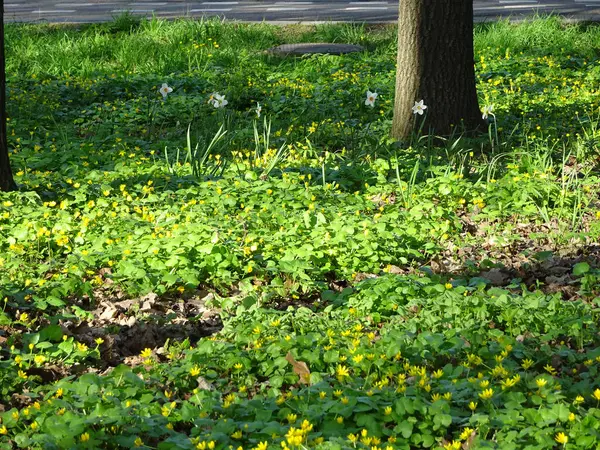 Beyaz Nergisler Baharda Sarı Çiçekli Bulanık Yeşil Arka Planda — Stok fotoğraf