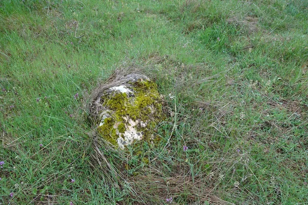 Камень Заросший Лишайником Мхом Лежит Траве Размытом Фоне — стоковое фото