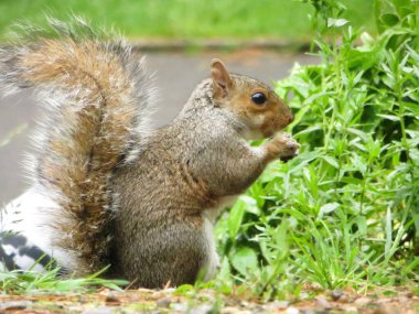 Bulanık arka planda fındığı olan tüylü, sevimli bir sincap. 