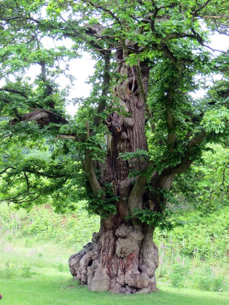 Старе вузеньке текстуроване дерево з порожнистим на розмитому фоні — стокове фото