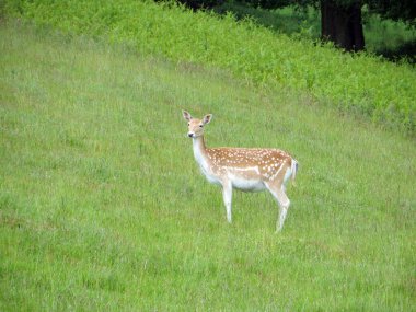 Yaz parkının bulanık arka planında yeşil çimlerde genç bir Sika geyiği.