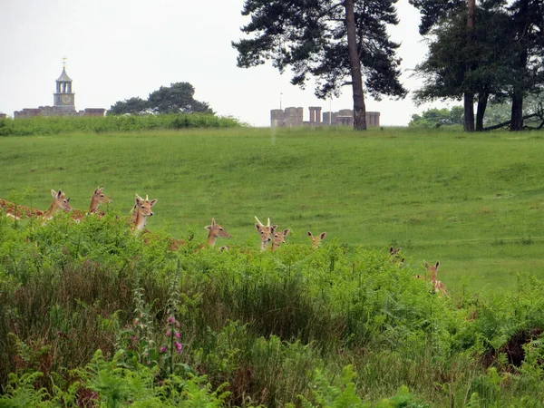 Jelen Sika Zelené Trávníky Středověký Anglický Sevenoaks Rozmazaném Pozadí Letního — Stock fotografie