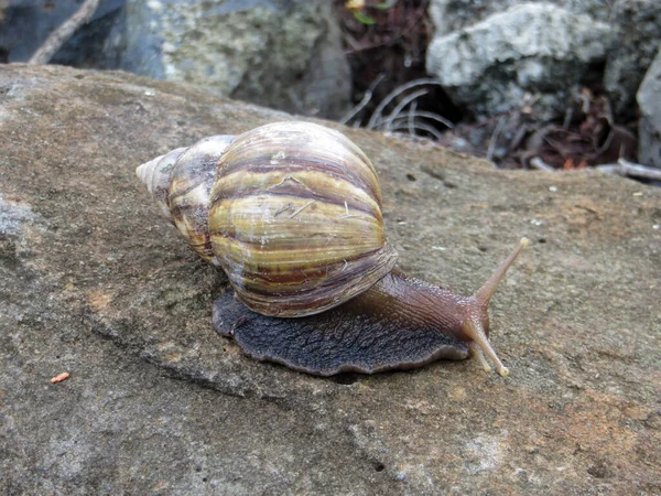 Caracol sobre una piedra blanca cubierta de musgo — Foto de Stock