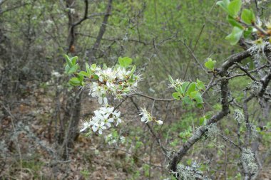 Bulanık bir bahar arka planında çiçek açan meyve ağaçları.