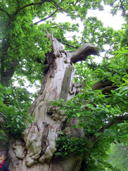 Viejo Árbol Textura Anudada Con Hueco Fondo Blurtable Del Bosque — Foto de Stock