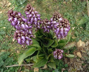 Bahar mevsiminde Avrupa 'nın vahşi orkideleri bahar ormanlarının bulanık arka planında