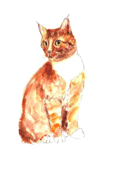 Aquarel Tekening Zittende Gember Kat Met Groene Ogen — Stockfoto