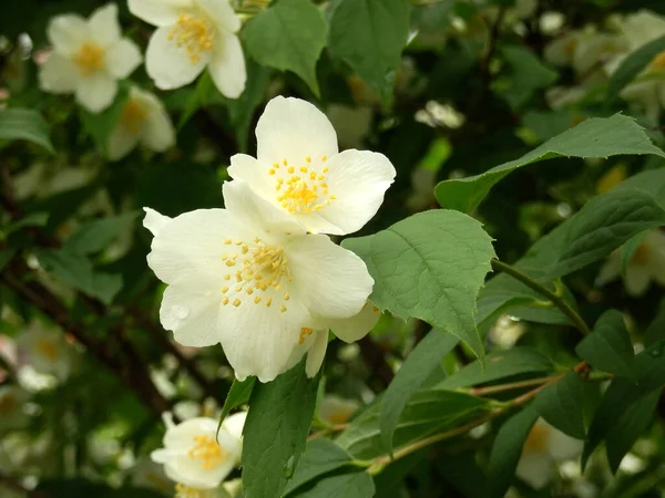 Blooming Spring White Tender Mock Blurtable Backdrop Spring Park — Stock Photo, Image