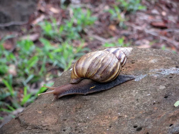 苔で覆われた白い石の上のカタツムリは — ストック写真