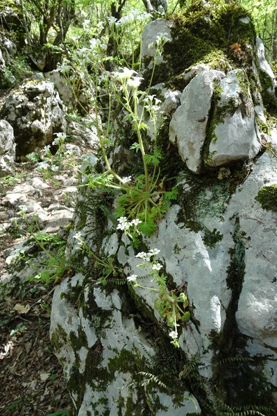 Stone Overgrown Lichen Moss Lies Grass Blurry Background — Stock Photo, Image