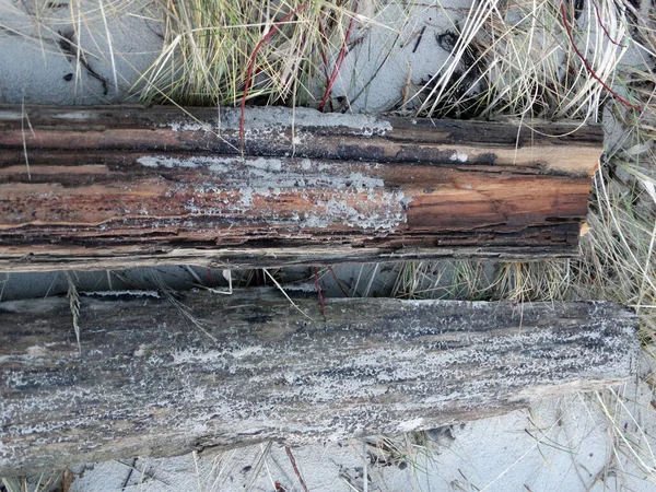 沙质海滨草地上的旧木板 — 图库照片