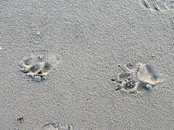 dog footprints in the sandy sea shore after rain