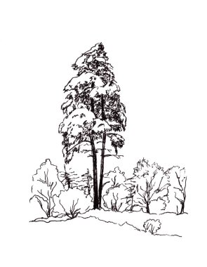 Beyaz arka planda bir ormanda karlı çam ağaçlarının siyah ve beyaz çizimleri