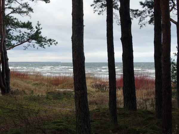 Tempesta Invernale Dune Del Mare Baltico Sagome Pini Sulla Riva — Foto Stock