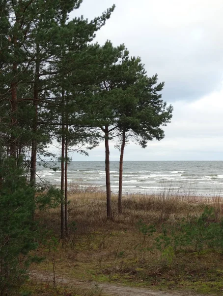 Inverno Tempestade Baltic Mar Dunas Silhuetas Pinheiros Costa — Fotografia de Stock