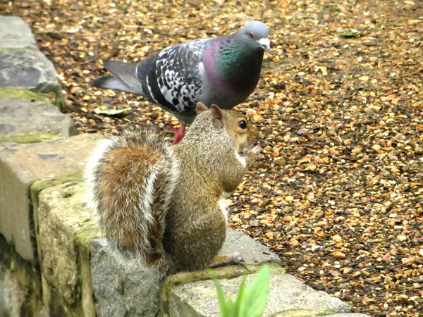 fluffy cute squirrel with a nut and a dove in the summer park